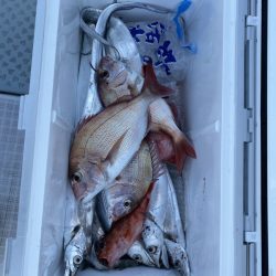 リトルワン 釣果