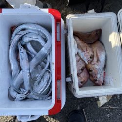 リトルワン 釣果