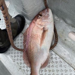 リトルワン 釣果