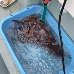 リトルワン 釣果