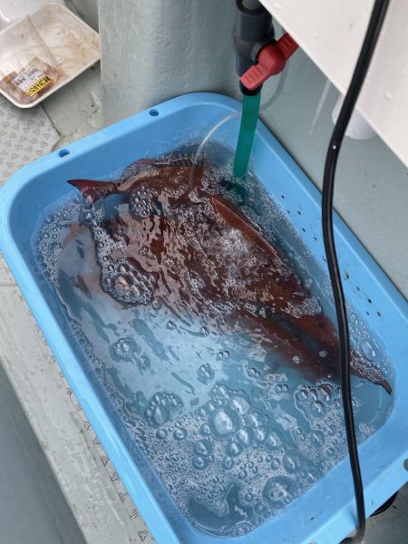 リトルワン 釣果