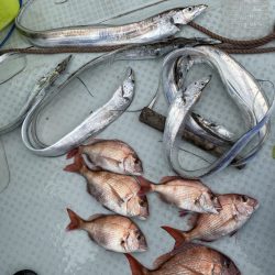 リトルワン 釣果