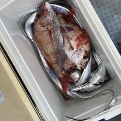 リトルワン 釣果