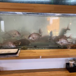 リトルワン 釣果