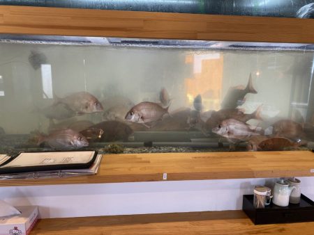 リトルワン 釣果