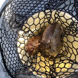 リトルワン 釣果