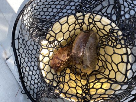 リトルワン 釣果