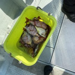 リトルワン 釣果