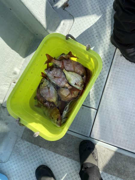 リトルワン 釣果