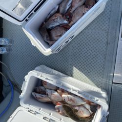 リトルワン 釣果