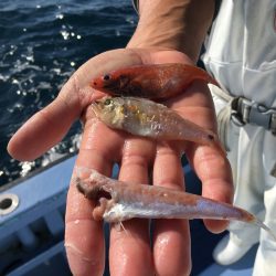 松鶴丸 釣果