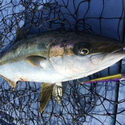 松鶴丸 釣果