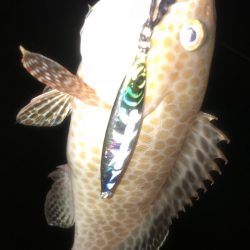 メタルジグのバリエーションが増える！【LUMICA（ルミカ）メタルジャッカーSJ　インプレッション】