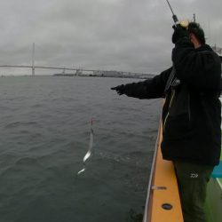 横浜沖タチウオジギングレポート【メガバス（Megabass）スラッシュビートシリーズ　インプレッション】