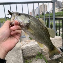 トライザの魅力について【メガバス（Megabass）トライザ　インプレッション】