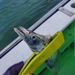 激渋でも結果を出すスラッシュビートシリーズ　【メガバス（Megabass）スラッシュビートシリーズ　インプレッション】