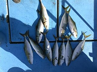 フィッシングガイド りょう 釣果