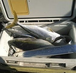 フィッシングガイド りょう 釣果