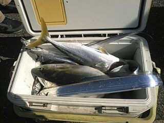 フィッシングガイド りょう 釣果