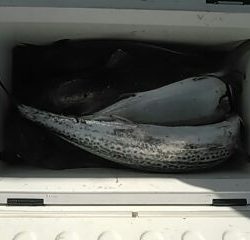 フィッシングガイド りょう 釣果