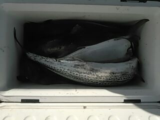 フィッシングガイド りょう 釣果