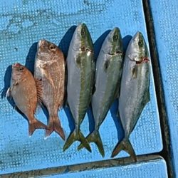 フィッシングガイド りょう 釣果