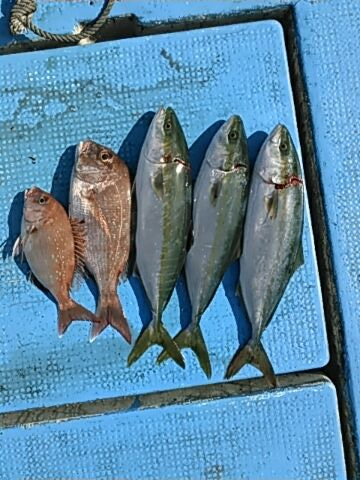 フィッシングガイド りょう 釣果