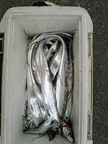 フィッシングガイド りょう 釣果