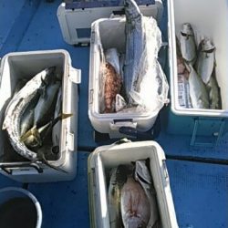 フィッシングガイド りょう 釣果