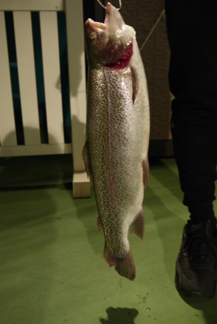 としまえんフィッシングエリア 釣果