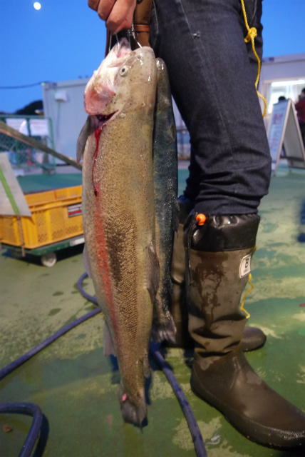 としまえんフィッシングエリア 釣果