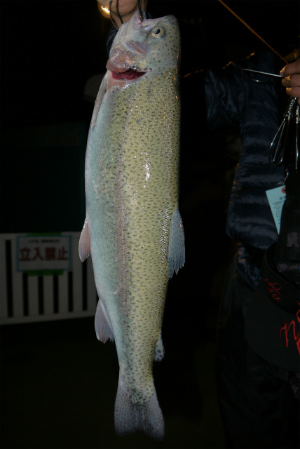 としまえんフィッシングエリア 釣果