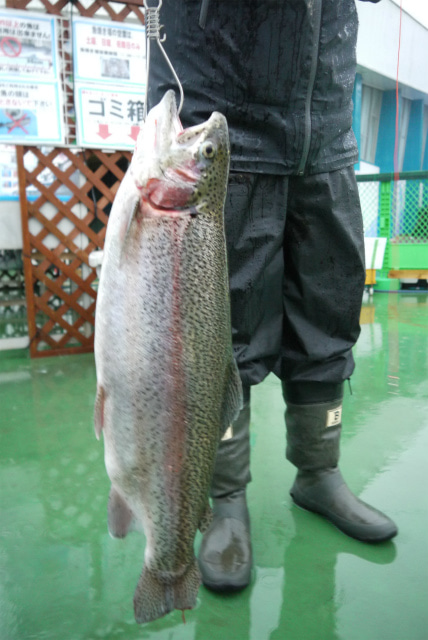としまえんフィッシングエリア 釣果