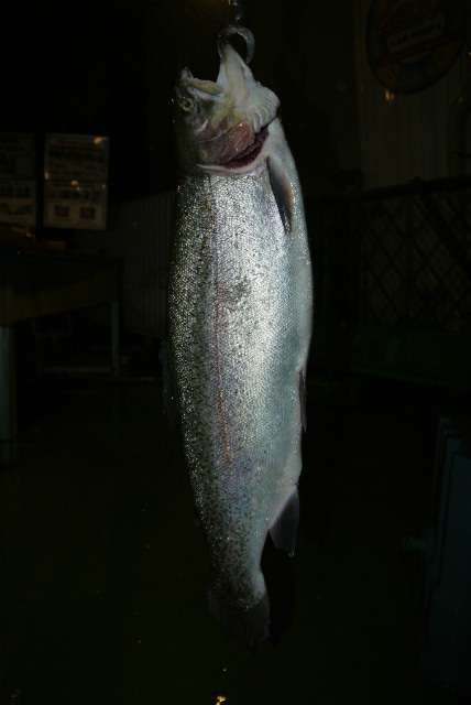 としまえんフィッシングエリア 釣果