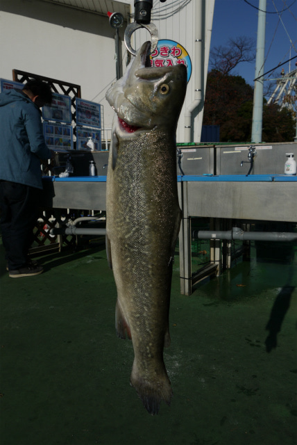 としまえんフィッシングエリア 釣果