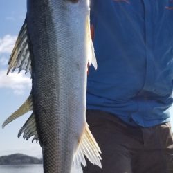 アマテラス 釣果