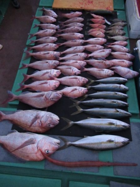 真祐丸 (しんゆうまる) 釣果