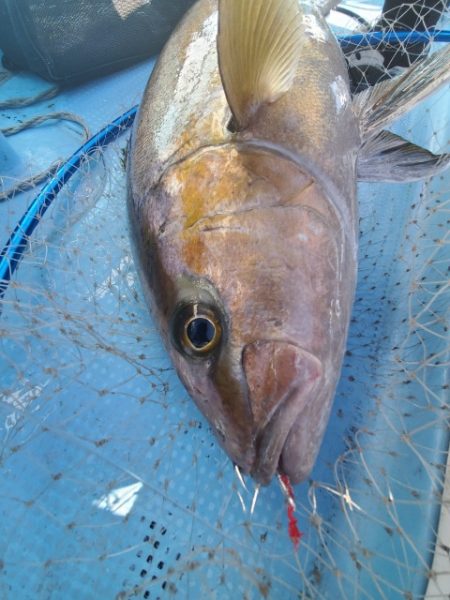 海晴丸 釣果