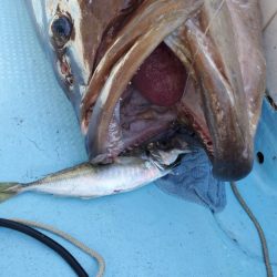 海晴丸 釣果