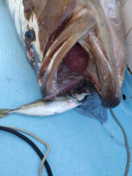 海晴丸 釣果