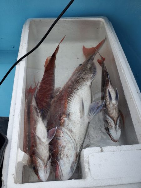 海晴丸 釣果