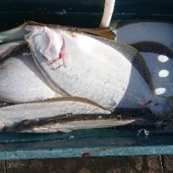 小樽港遊漁船SHAKE 釣果