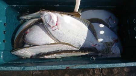 小樽港遊漁船ＳＨＡＫＥ 釣果