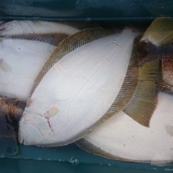 小樽港遊漁船SHAKE 釣果