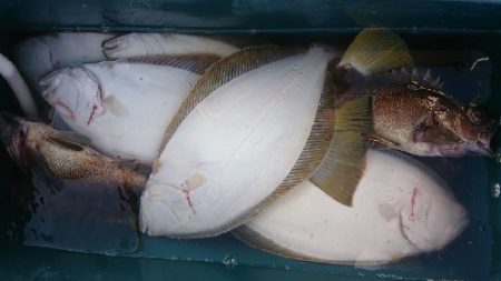 小樽港遊漁船SHAKE 釣果