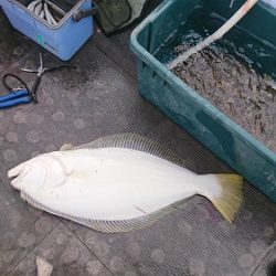 小樽港遊漁船SHAKE 釣果