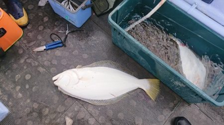 小樽港遊漁船SHAKE 釣果