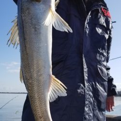 アマテラス 釣果