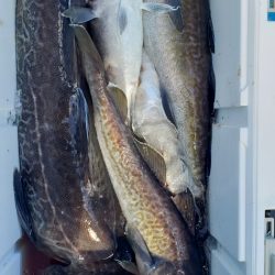 海龍丸（石川） 釣果