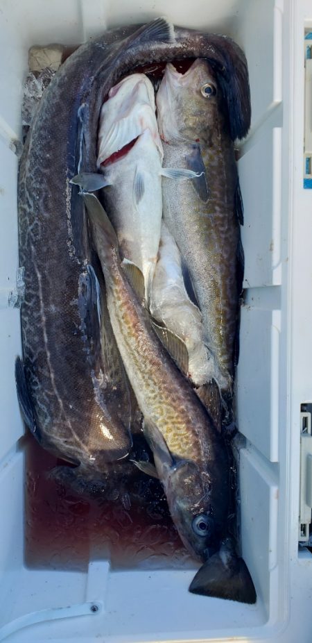 海龍丸（石川） 釣果